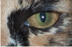 kitty eye.png