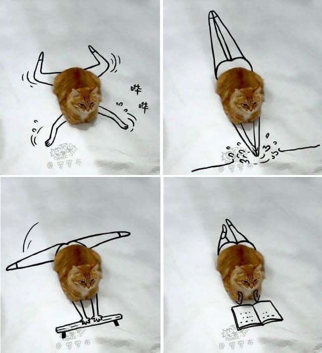 kitty swimming.jpg