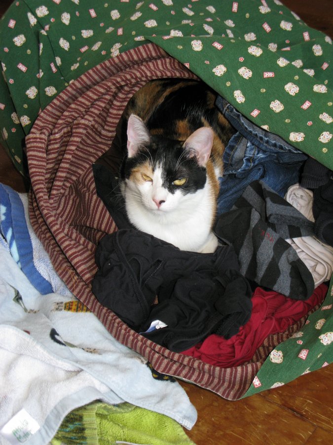 Laundry cat 005.jpg