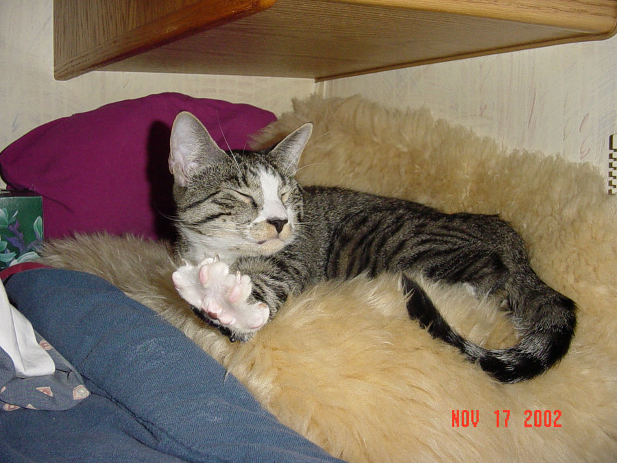 Lazlo Stretching Paw! Nov 17 2002.jpg