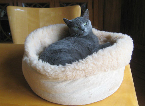Lenya cat bed.jpg