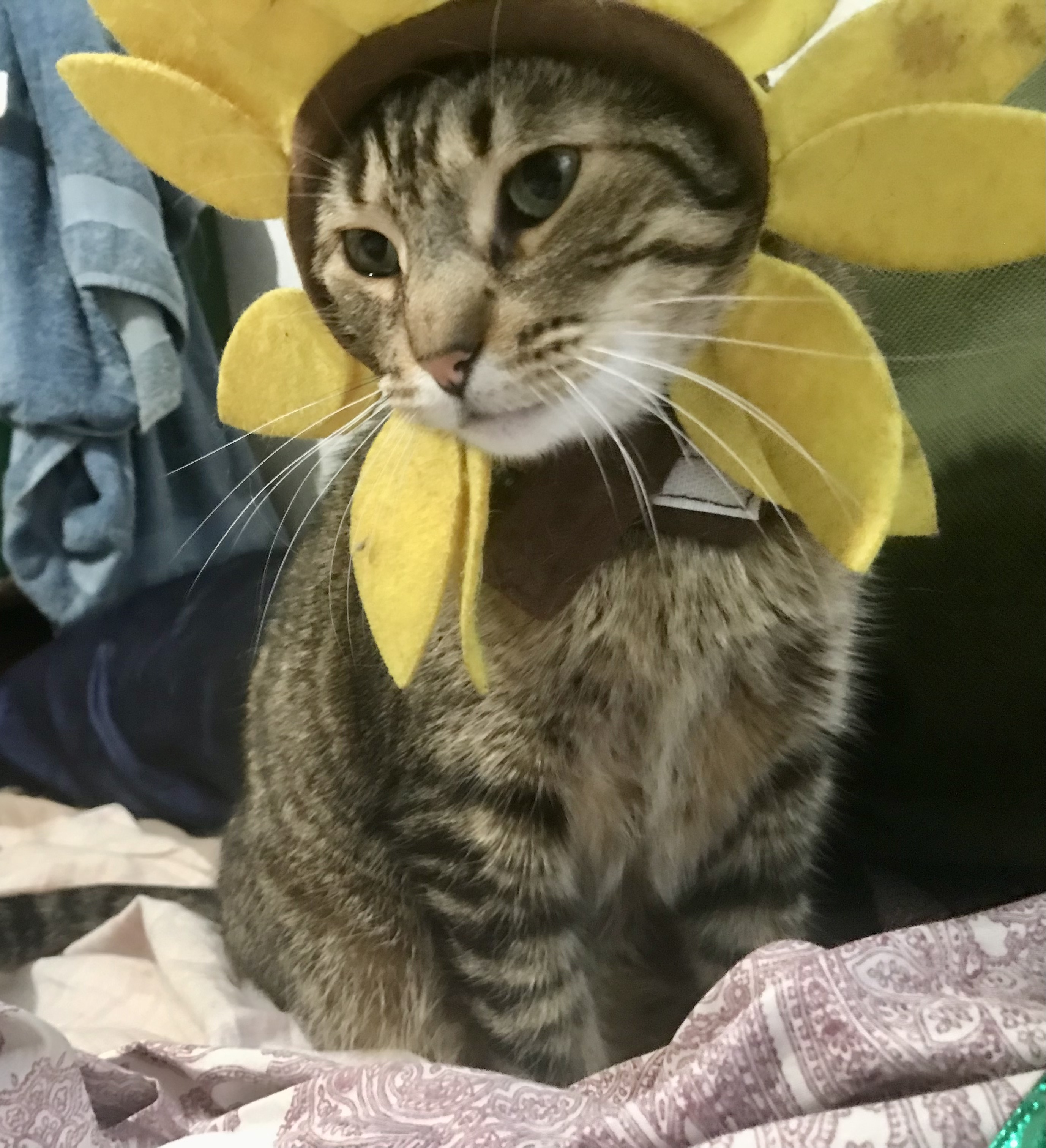 Little is a Sunflower for Halloween