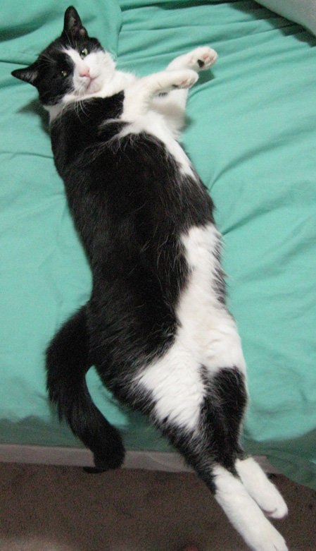 long cat is long.jpg