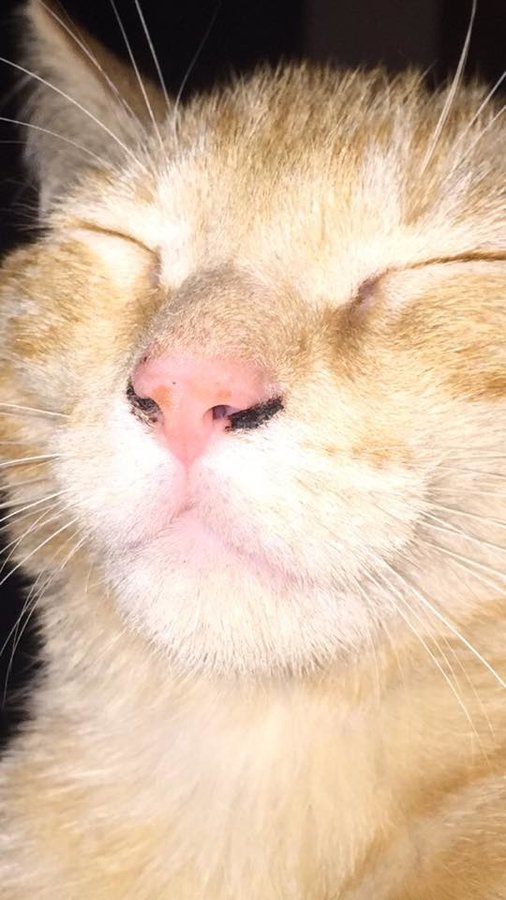 What Is Wrong With My Cats Nose