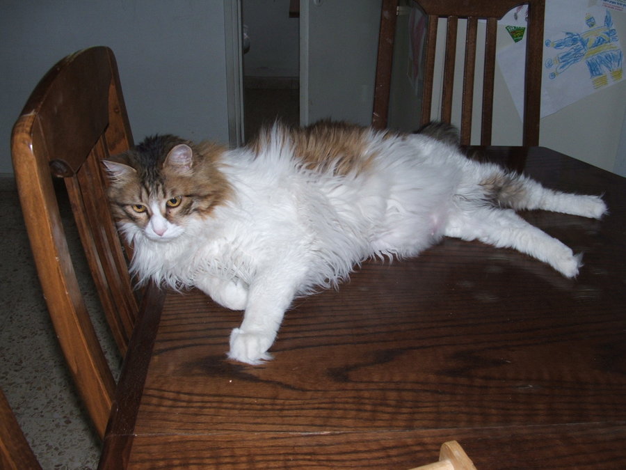 Lotto-This is a comfy dinning table.JPG