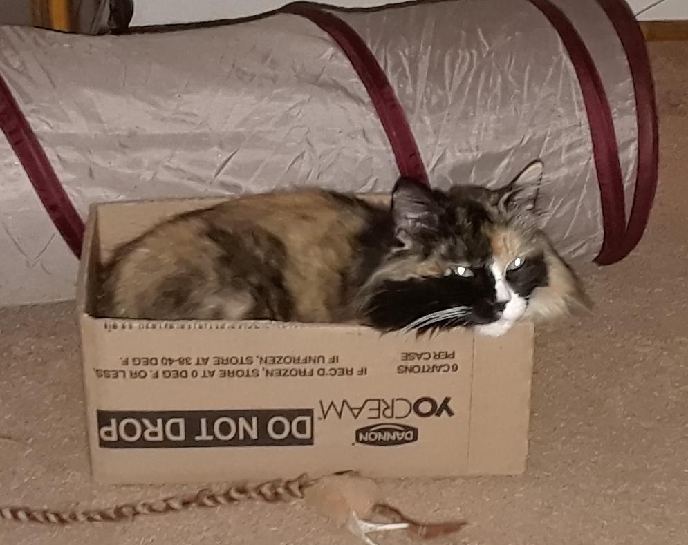 Lulu needs a bigger box!