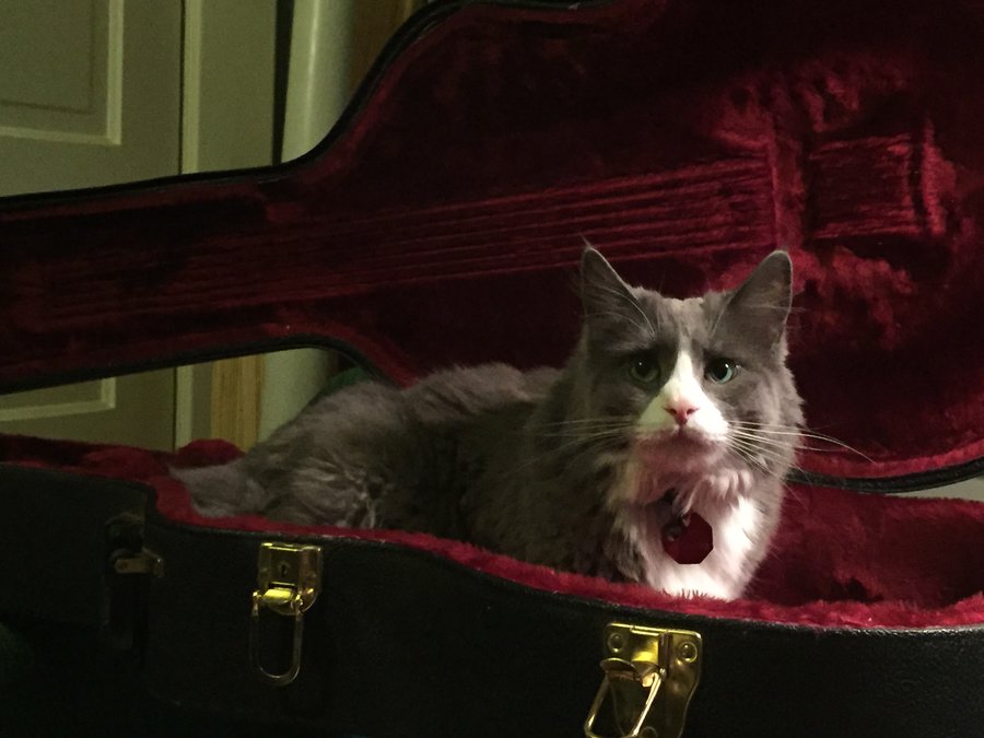 Luther in guitar case.jpg