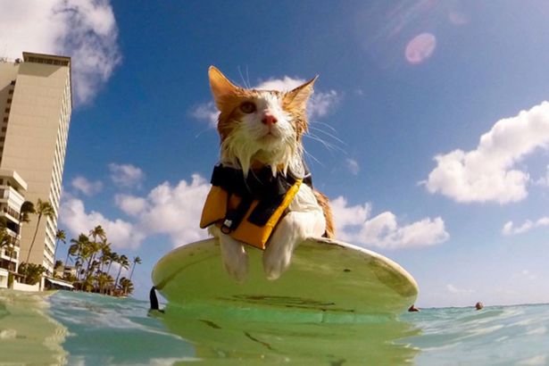 Meet-Kuli-the-one-eyed-surfing-cat.jpg