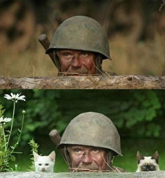 military_and_cat_meme_by_themakarov-d5rcjpq.jpg