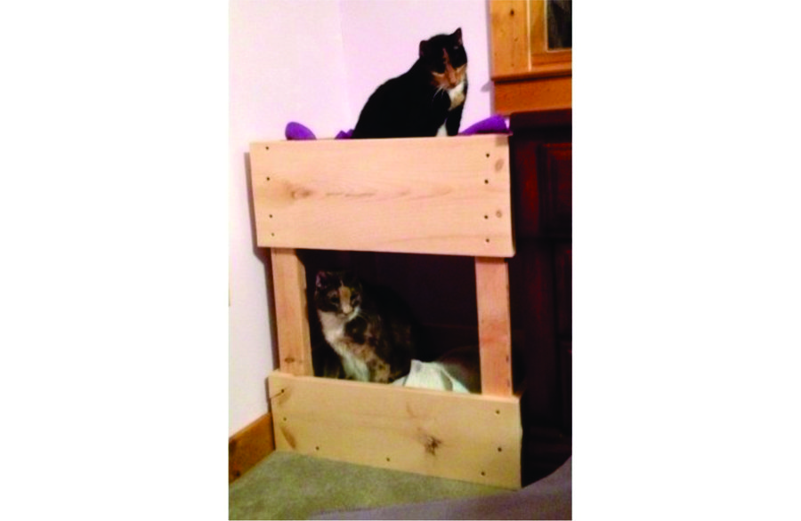 Milly & Scooter - bunk bed.jpg