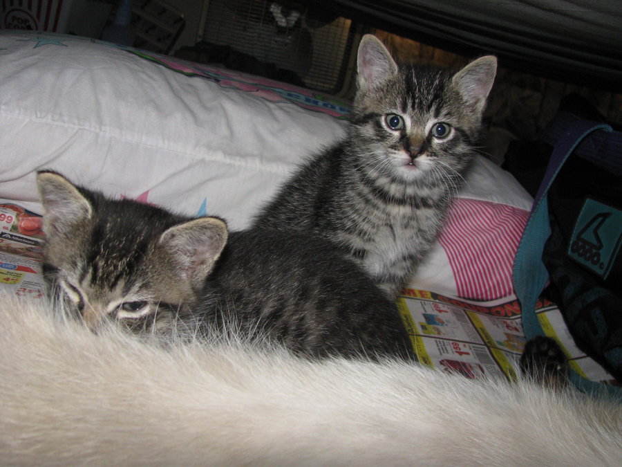 More of kittens & their silliness 004.JPG