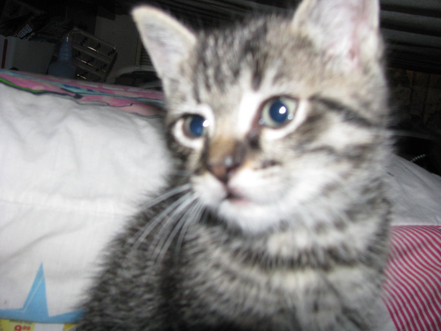More of kittens & their silliness 006.JPG