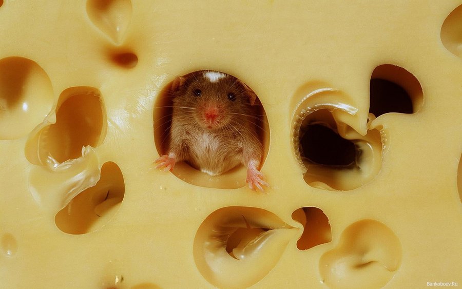 mouse in cheese.jpg