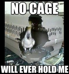no cage will ever hold me.jpg
