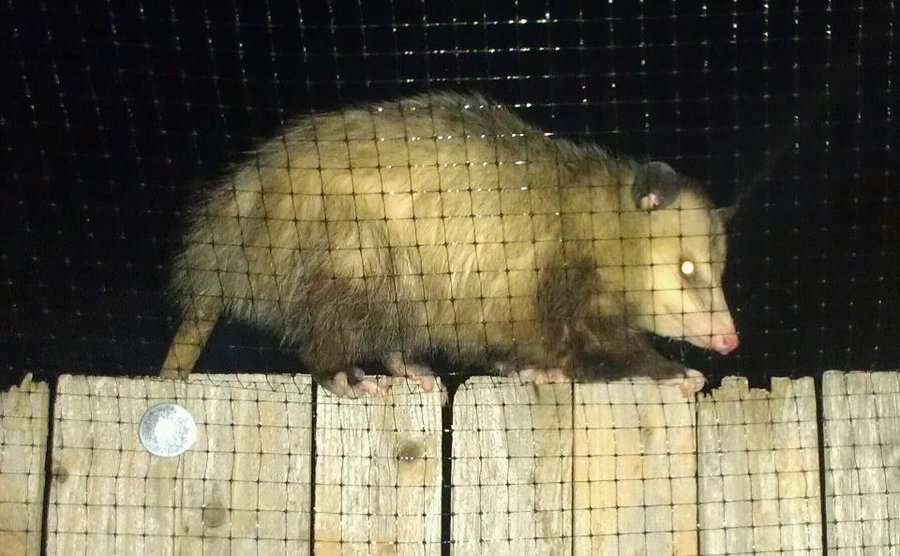opossum1.jpg