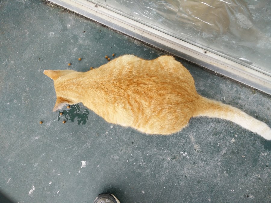 Orange Cat.jpg
