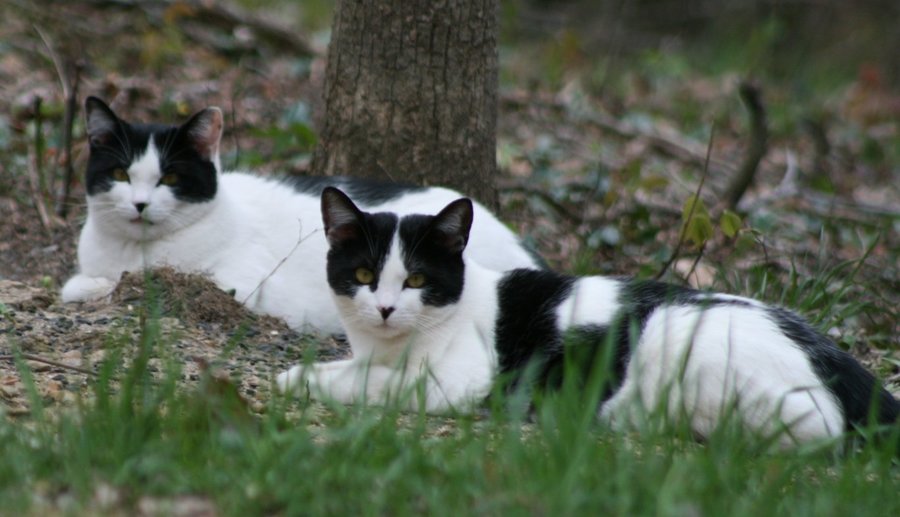 Outdoor Cats.jpg