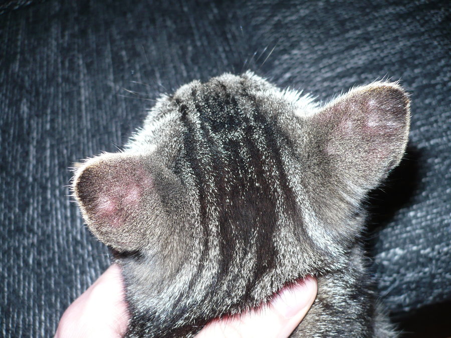 Cat Ear Red toxoplasmosis