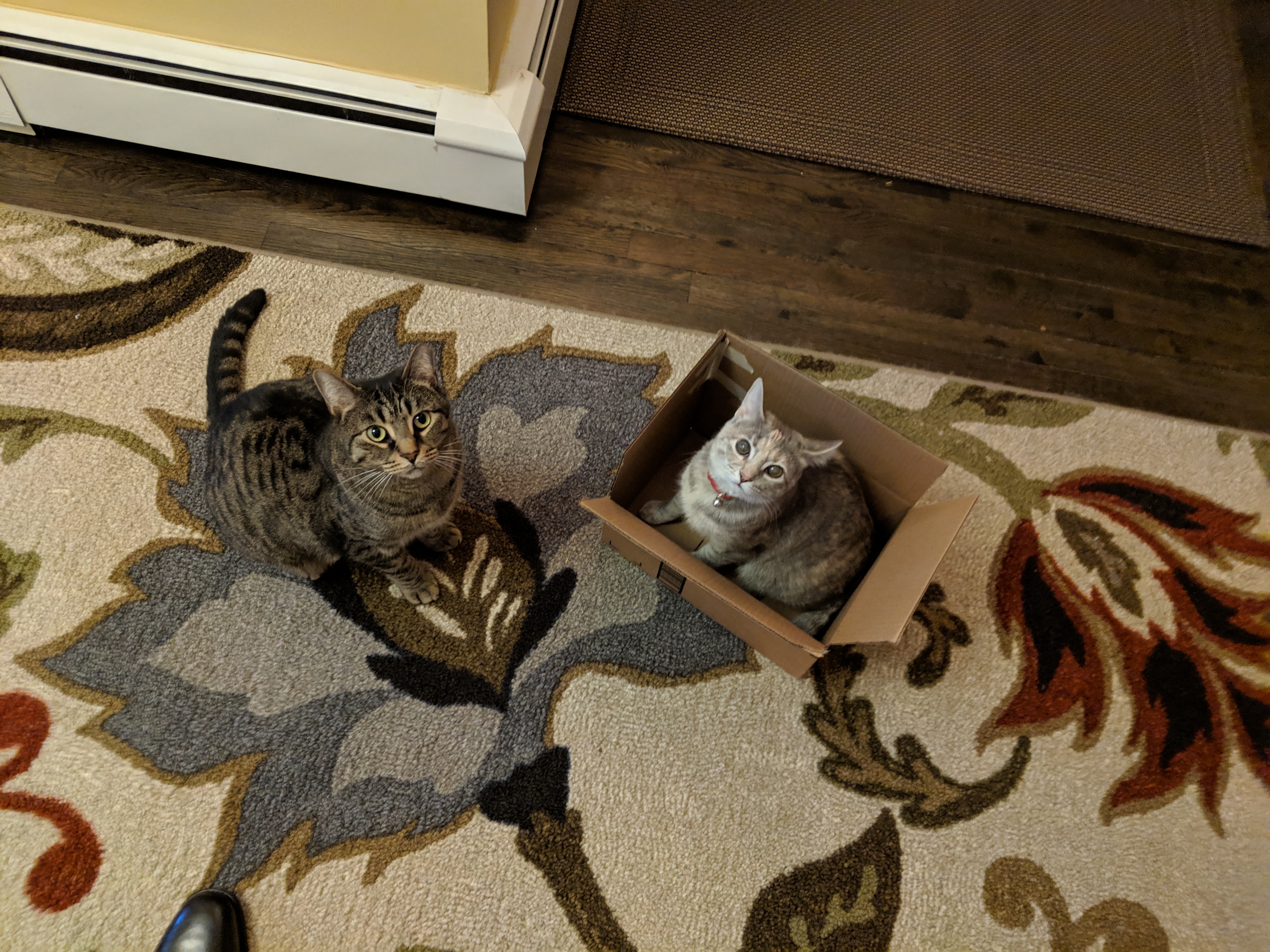Paisley In A Box And Barry