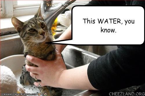 peregrin-this_water_you_know.jpg