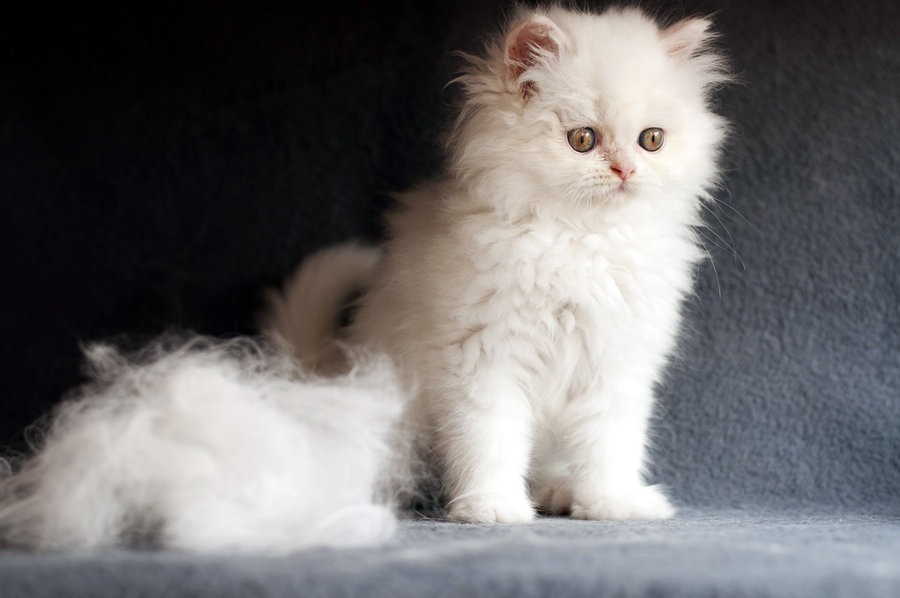 persian-cat-grooming.jpg