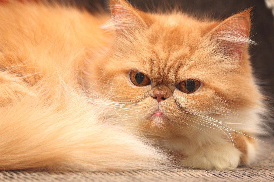 persian-red-tabby-cat.jpg