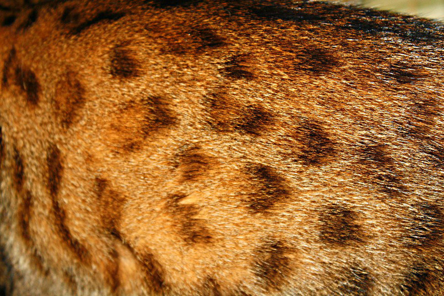 Phoebe's spots.jpg