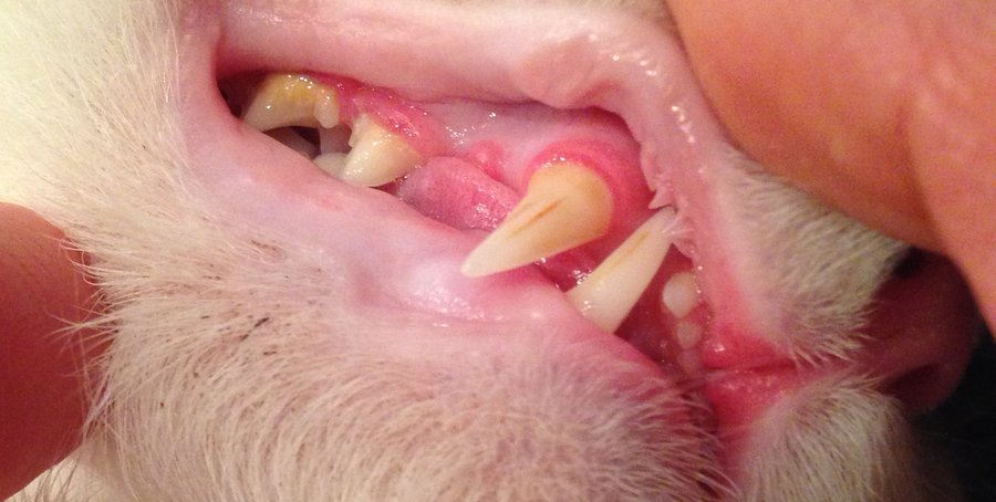 minimal Spil Layouten Oh no! kitty's gum look red and ... (see pictures) | TheCatSite
