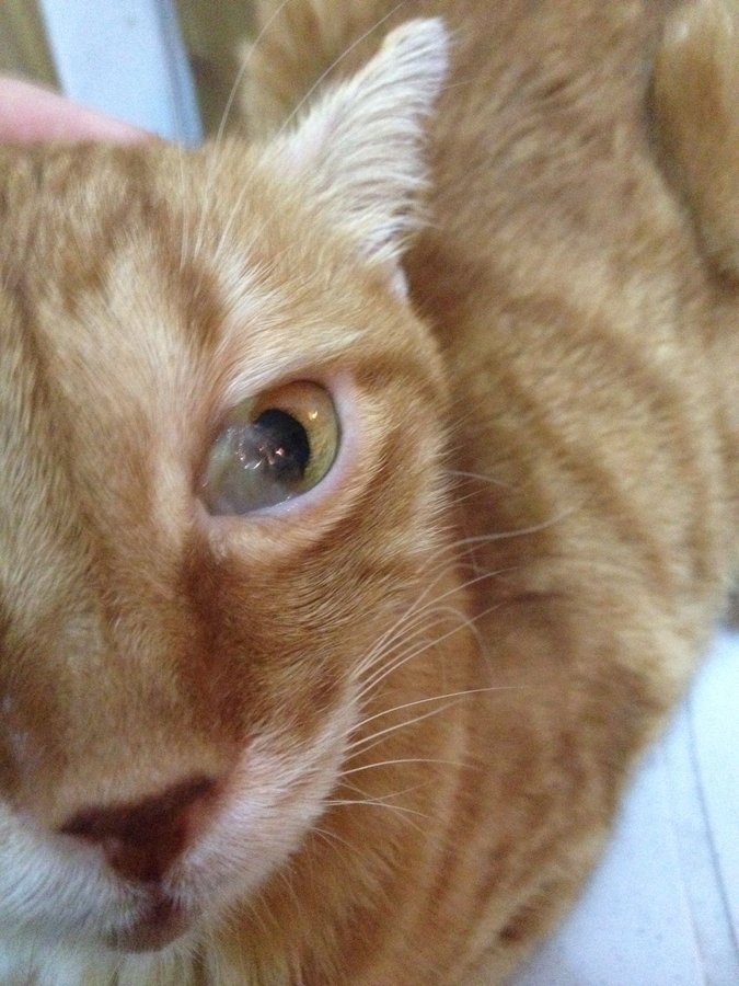 Cat Third Eyelid Showing Causes and Treatments