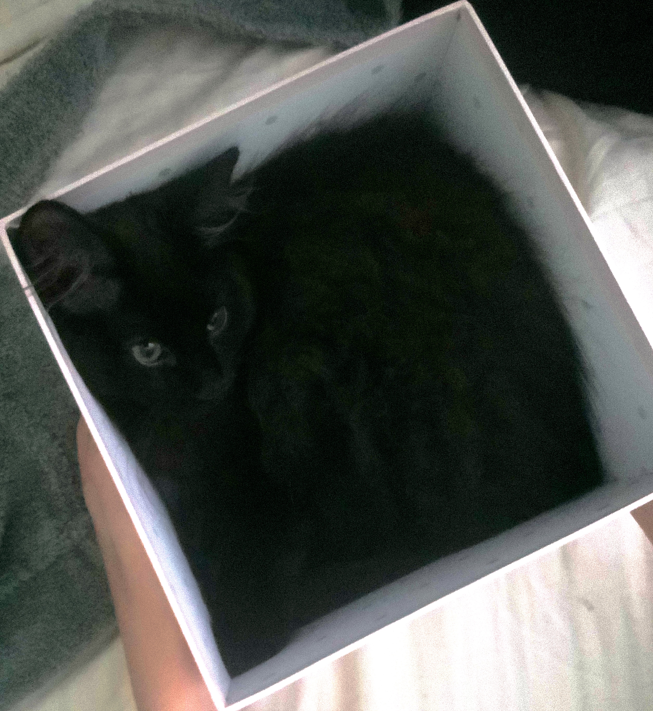 Pooby in a box!