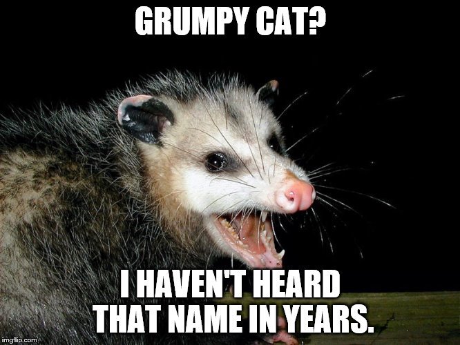 possumm grumpy cat.jpg