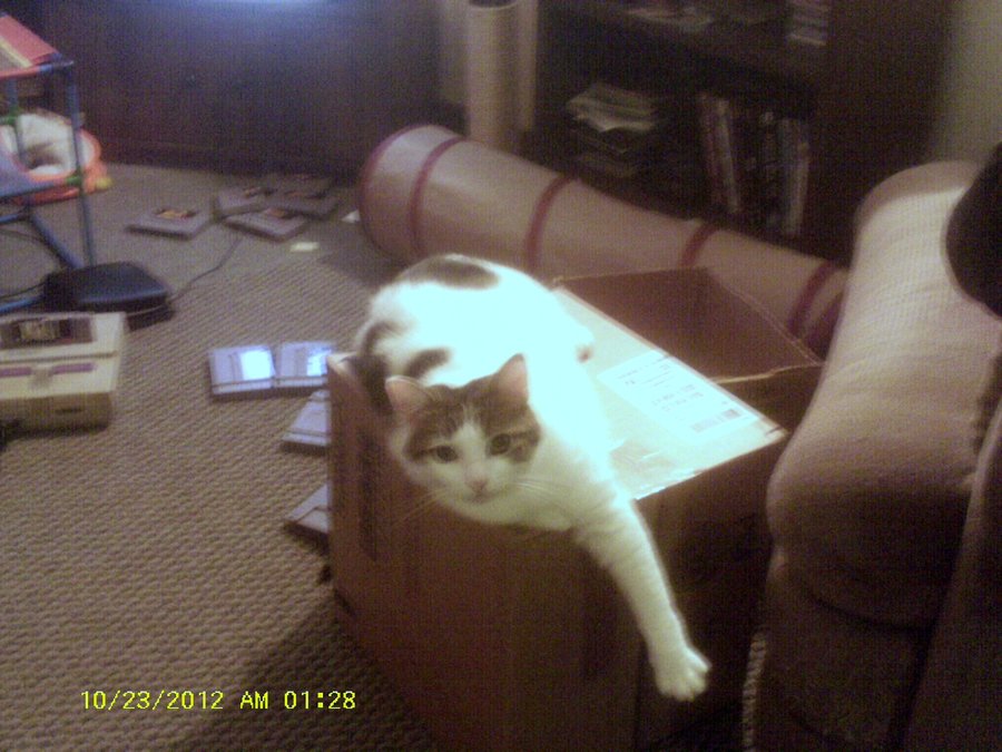 Precious on box with one leg stretched out.JPG