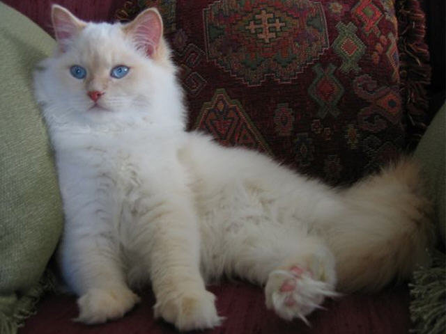 Flame Point Dlh Any Resemblances To Actual Breeds Thecatsite