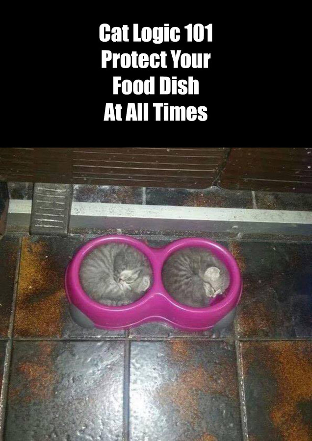 protect your food dish.jpg