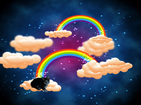 RainbowLynxx.jpg