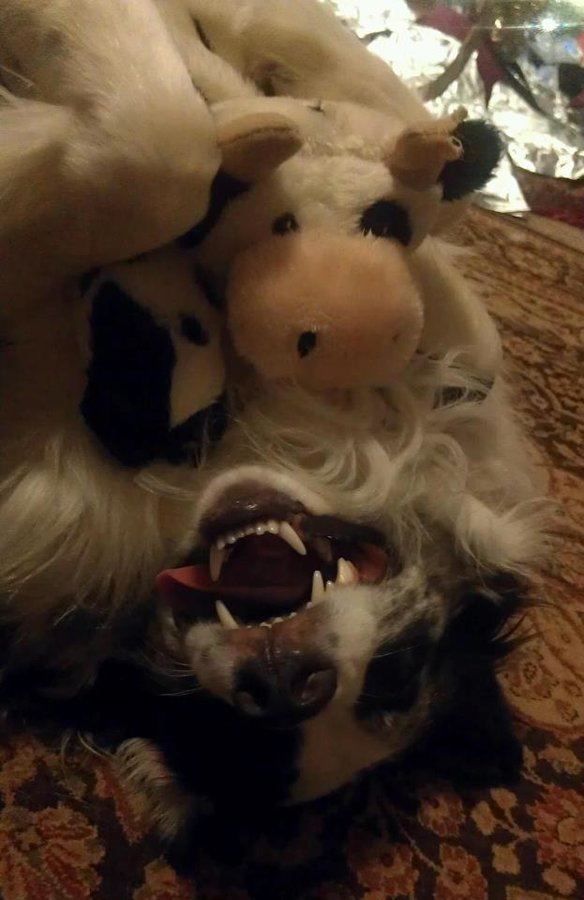 ranger and his cow.jpg
