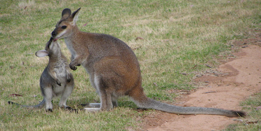 Red neck wallaby mum & baby.jpg