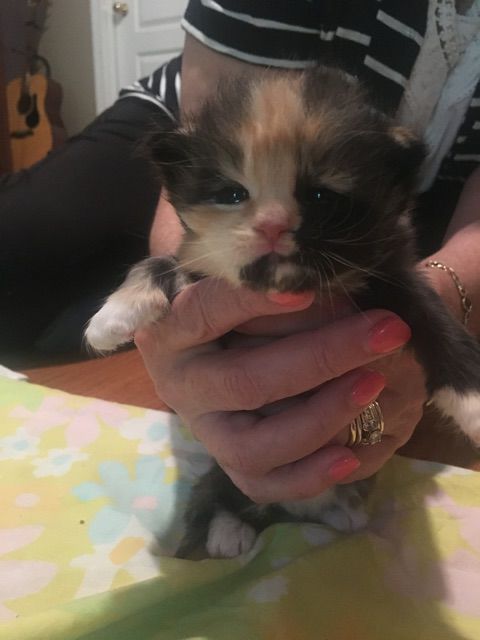 Rescued kitten - female - "Bridgett Bardot"  Just look at that face!!!