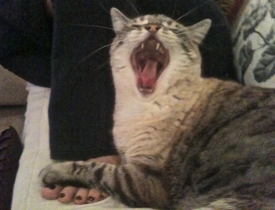 Rocky-yawn.jpg
