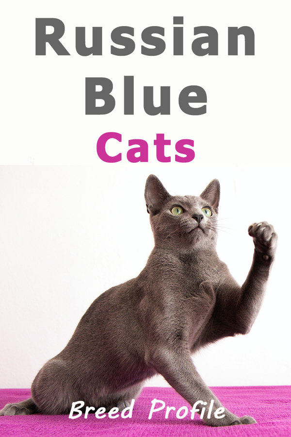 russian-blue-cats.jpg