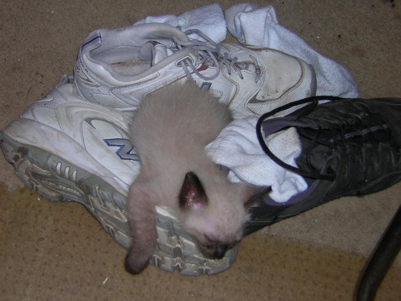 Schrodie sleeping on shoes.jpg