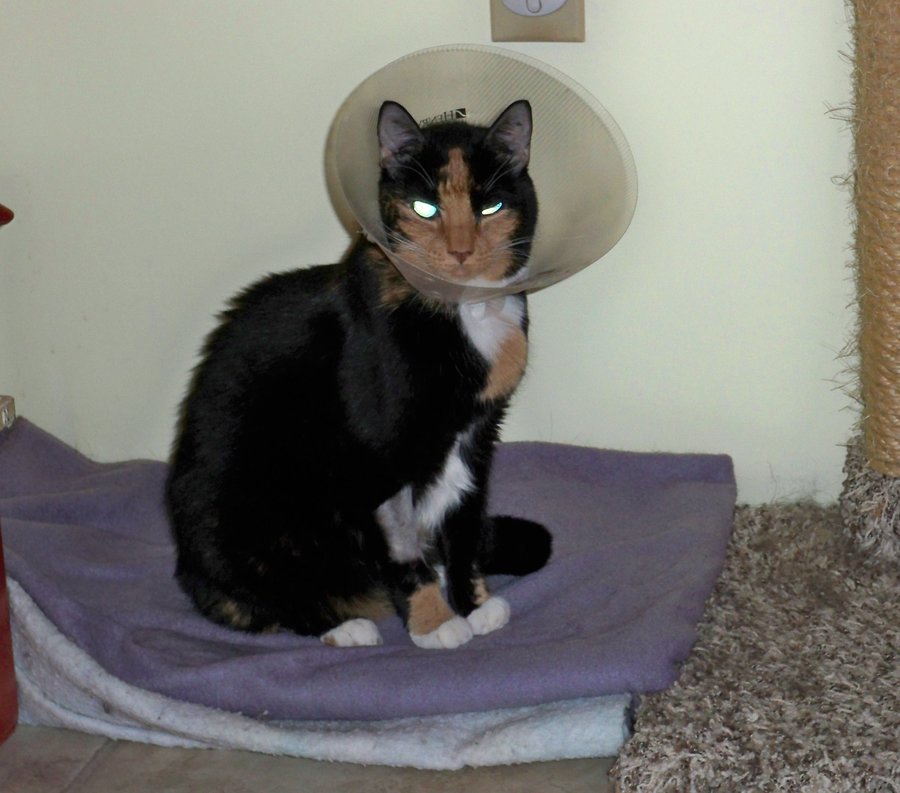 Scooter cone 01-18-2014 018.jpg