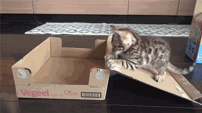 Selfpackaging Kitten.gif