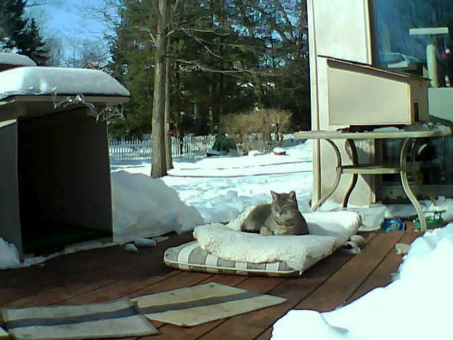 Shadow on the deck in 14 degree weather Feb 11 201