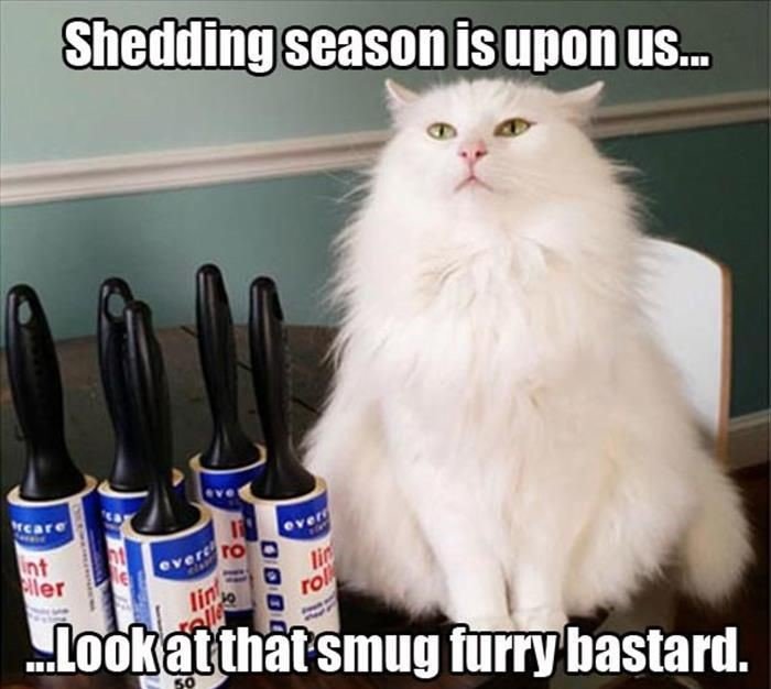 shedding-season-cat-fluffy-white.jpg