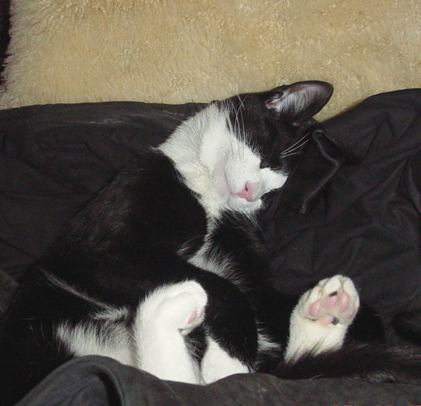 Shelly asleep on Gary's Coat 2003.jpg
