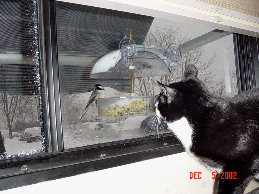 Shelly looking at Chickadee in feeder Dec 5 2002.j