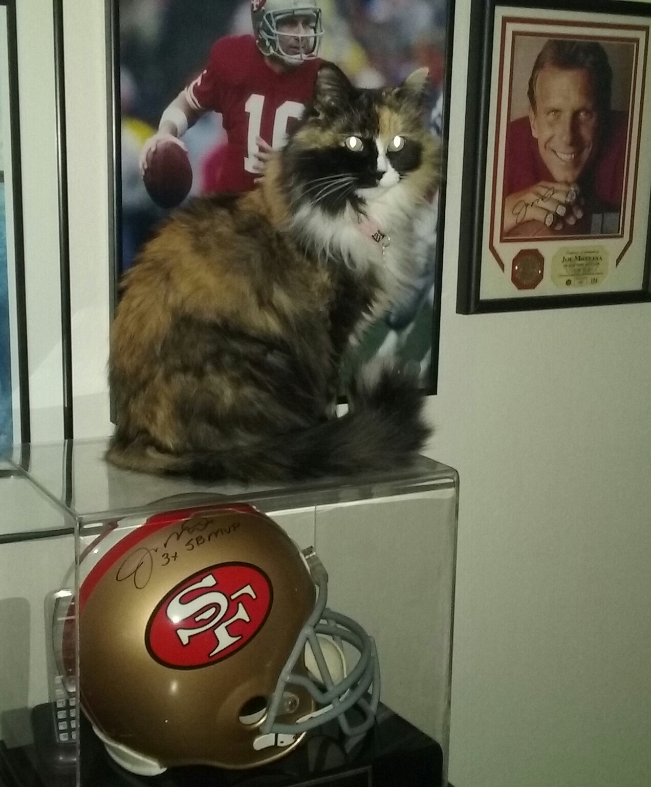 She's guarding my Joe Montana helmet...