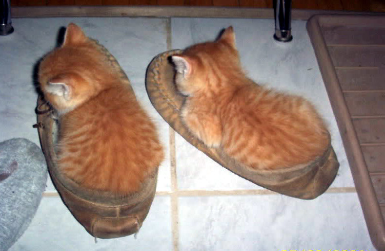 shoes kittens.jpg