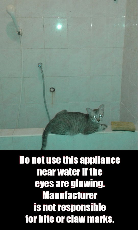 shower cat WEB.jpg